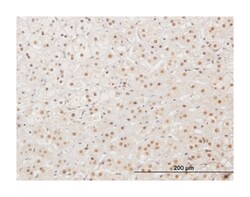 XRCC4, Mouse, Polyclonal Antibody, Abnova 50&mu;L; Unlabeled:Antibodies,