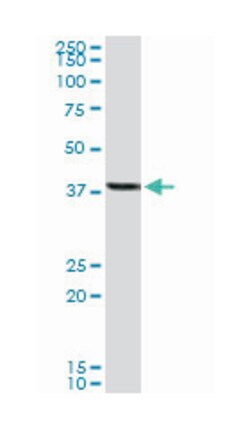 YY1 transcription factor, Rabbit, Purified MaxPab Polyclonal Antibody,