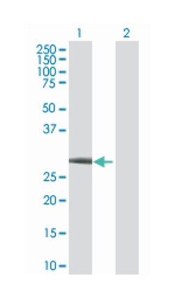 zinc finger protein 174 (B01), Mouse anti-Human, Polyclonal Antibody, Abnova