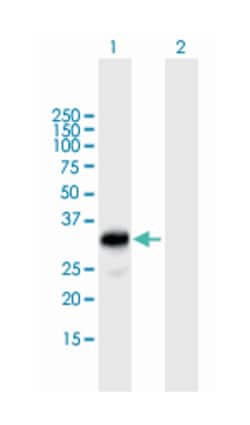 dynein, axonemal, light intermediate chain 1, Mouse, Polyclonal Antibody,