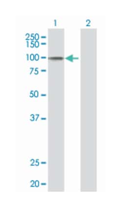 reversion-inducing-cysteine-rich protein with kazal motifs, Mouse, Polyclonal