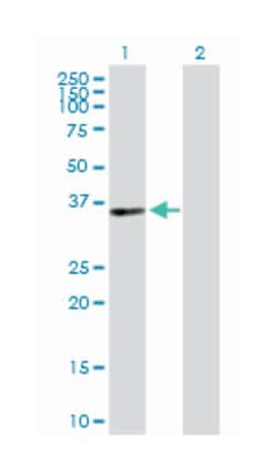 pirin (iron-binding nuclear protein), Rabbit, Purified MaxPab Polyclonal