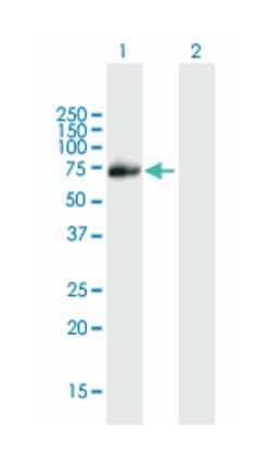 PIAS1, Mouse, Polyclonal Antibody, Abnova 50&mu;L; Unlabeled:Antibodies,