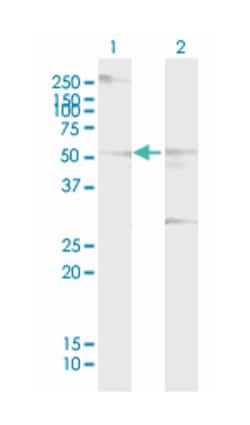 CDC14 cell division cycle 14 homolog B (S. cerevisiae), Mouse, Purified MaxPab Polyclonal Antibody, Abnova 50 &mu;g | Buy Online | Abnova Corporation | Fisher Scientific
