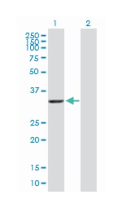 AKR7A2, Mouse, Purified MaxPab Polyclonal Antibody, Abnova 50 &mu;g | Buy Online | Abnova Corporation | Fisher Scientific