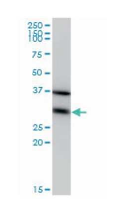 EEF1B2, Mouse, Clone: 3A5, Abnova 100&mu;g; Unlabeled:Antibodies, Monoclonal