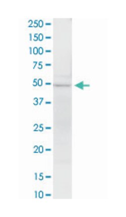 eukaryotic translation elongation factor 1 gamma, Rabbit, Purified MaxPab