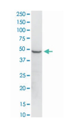 eukaryotic translation elongation factor 1 gamma, Rabbit, Purified MaxPab