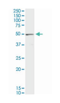 eukaryotic translation elongation factor 1 gamma, Rabbit, Purified MaxPab