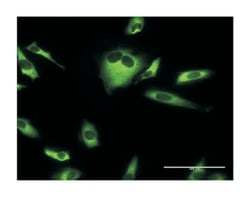 EEF1G, Mouse, Clone: S1, Abnova 100&mu;g; Unlabeled:Antibodies, Monoclonal