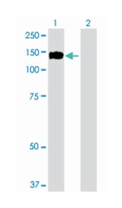 EPHA2, Mouse, MaxPab Polyclonal Antibody, Abnova 50&mu;L; Unlabeled:Antibodies,