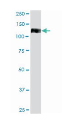 EPHA2, Mouse, MaxPab Polyclonal Antibody, Abnova 50&mu;L; Unlabeled:Antibodies,