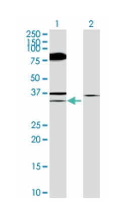 eukaryotic translation initiation factor 4E binding protein 2, Mouse, Polyclonal