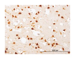 ELAVL4, Mouse, Clone: 6B9, Abnova 100&mu;g; Unlabeled:Antibodies, Monoclonal