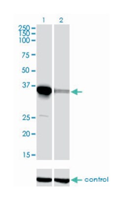 ELAVL4, Mouse, Clone: 6B9, Abnova 100&mu;g; Unlabeled:Antibodies, Monoclonal