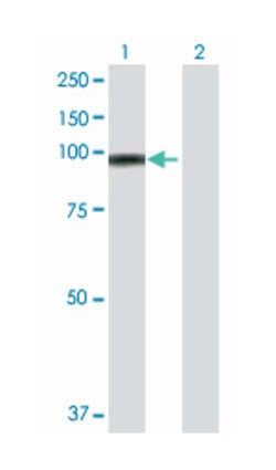 E74-like factor 1 (ets domain transcription factor), Rabbit, Purified MaxPab