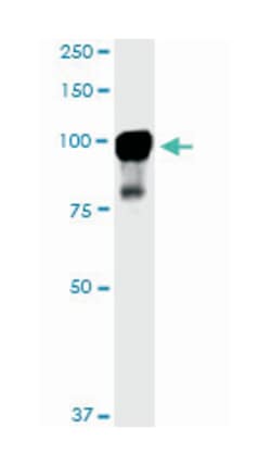 MAP/microtubule affinity-regulating kinase 2, Mouse, Clone: 3B12, Abnova 100 &mu;g | Buy Online | Abnova Corporation | Fisher Scientific
