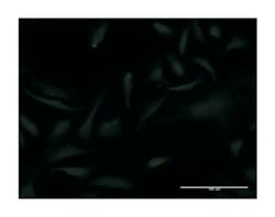 empty spiracles homeobox 2, Mouse, Clone: 4D8, Abnova 100&mu;g; Unlabeled:Antibodies,