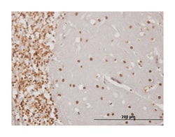 engrailed homeobox 1, Mouse, Clone: 3H2, Abnova 100&mu;g; Unlabeled:Antibodies,