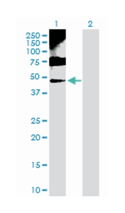 enolase 1, (alpha), Rabbit, Purified MaxPab Polyclonal Antibody, Abnova