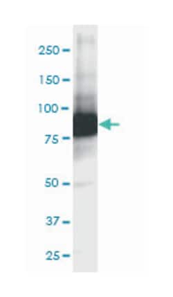 GCLC, Mouse, Clone: 3H1, Abnova 100&mu;g; Unlabeled:Antibodies, Monoclonal