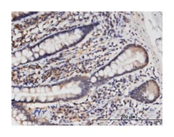 HINT1, Mouse, Clone: 2D7, Abnova 100&mu;g; Unlabeled:Antibodies, Monoclonal