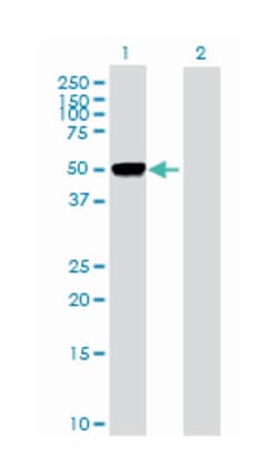 c-fos induced growth factor (vascular endothelial growth factor D), Rabbit,