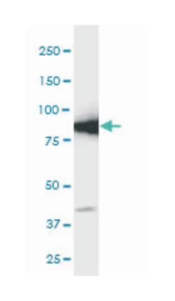 GCLC, Mouse, Clone: 3H1, Abnova 100&mu;g; Unlabeled:Antibodies, Monoclonal