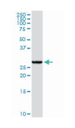 GSTA4, Rabbit, Purified MaxPab Polyclonal Antibody, Abnova 100 &mu;g | Buy Online | Abnova Corporation | Fisher Scientific