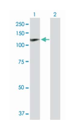 huntingtin interacting protein 1, Rabbit, Purified MaxPab™ Polyclonal Antibody, Abnova™