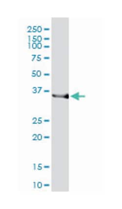 heme oxygenase (decycling) 2, Mouse, Clone: 1D8-1A8, Abnova&trade;