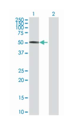 forkhead box A2, Rabbit, Purified MaxPab™ Polyclonal Antibody, Abnova™