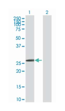 homeobox B1, Rabbit, Purified MaxPab™ Polyclonal Antibody, Abnova™