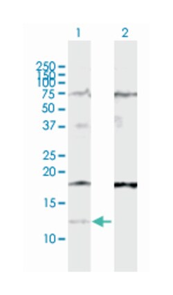 interferon, alpha-inducible protein 27, Rabbit, Purified MaxPab Polyclonal