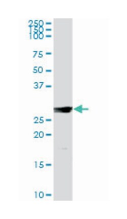 interleukin 7, Rabbit, Purified MaxPab Polyclonal Antibody, Abnova 100&mu;g;
