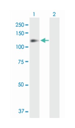 ITGB1, Rabbit, Purified MaxPab Polyclonal Antibody, Abnova 100&mu;g; Unlabeled:Anticuerpos