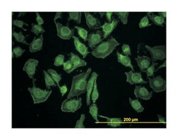 leucine zipper-EF-hand containing transmembrane protein 1, Mouse, Clone: