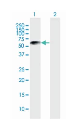 lysyl oxidase-like 1, Mouse, Purified MaxPab Polyclonal Antibody, Abnova
