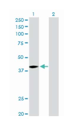 melanoma antigen family A, 9, Rabbit, Purified MaxPab Polyclonal Antibody,