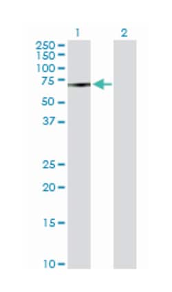 male germ cell-associated kinase, Rabbit, Purified MaxPab Polyclonal Antibody,