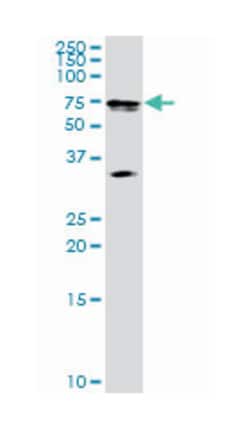 male germ cell-associated kinase, Rabbit, Purified MaxPab Polyclonal Antibody,