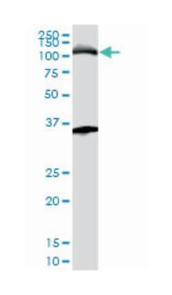 MCM3, Mouse, Clone: 4F7, Abnova 200&mu;L; Unlabeled:Antibodies, Monoclonal