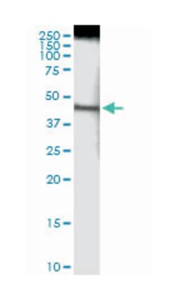 NDUFS2, Rabbit, MaxPab Polyclonal Antibody, Abnova 100&mu;L; Unlabeled:Antibodies,