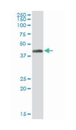 pyruvate dehydrogenase (lipoamide) alpha 1, Mouse, Purified MaxPab Polyclonal