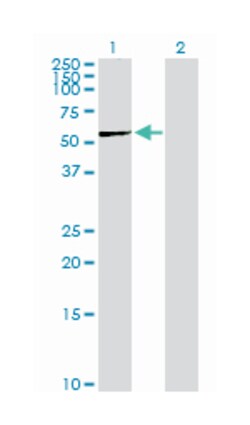 phosphogluconate dehydrogenase, Rabbit, Purified MaxPab Polyclonal Antibody,