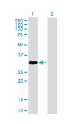 phospholipid scramblase 1, Mouse, Purified MaxPab Polyclonal Antibody,