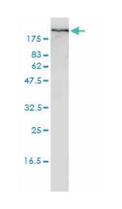 FLNA, Mouse, Clone: 4E10-1B2, Abnova 100&mu;g; Unlabeled:Antibodies, Monoclonal