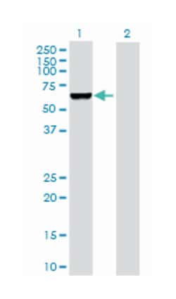 glutamate decarboxylase 1 (brain, 67kDa), Rabbit, Purified MaxPab Polyclonal