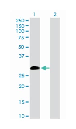 interleukin 9, Rabbit, Purified MaxPab™ Polyclonal Antibody, Abnova™