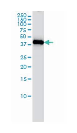 inhibitor of growth family, member 1, Mouse, Clone: 2F9, Abnova&trade;